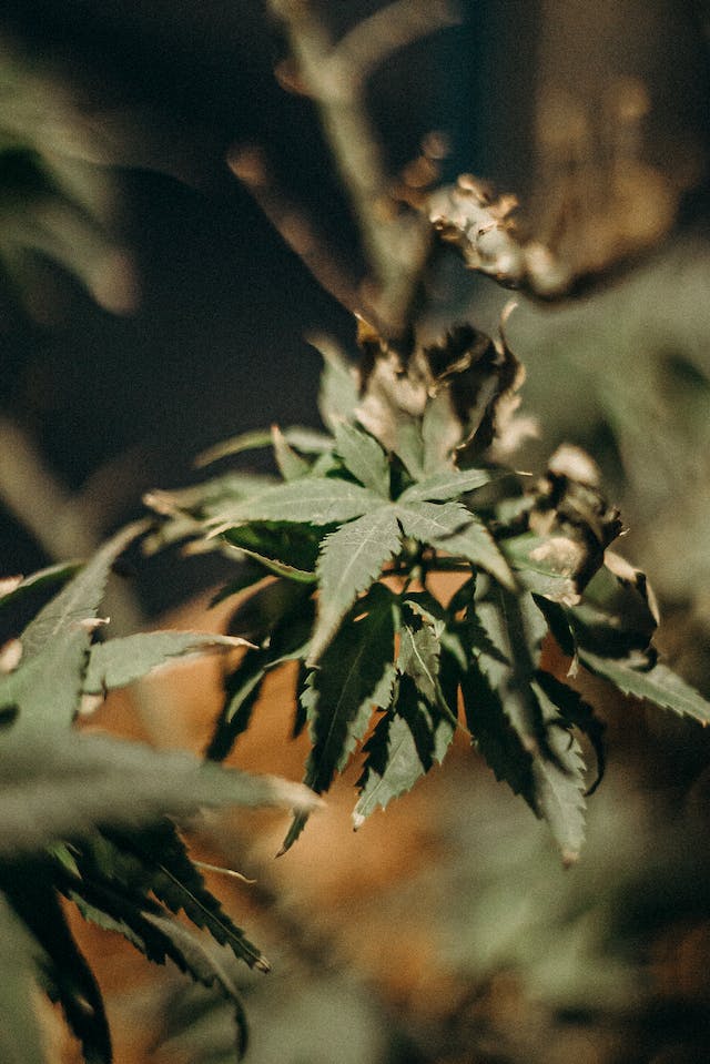Cannabis et Sommeil : Trouver la Voie vers un Meilleur Repos